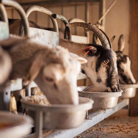 Bed&Breakfast Agroturizam Antunovic Kuna Peljeska Bagian luar foto