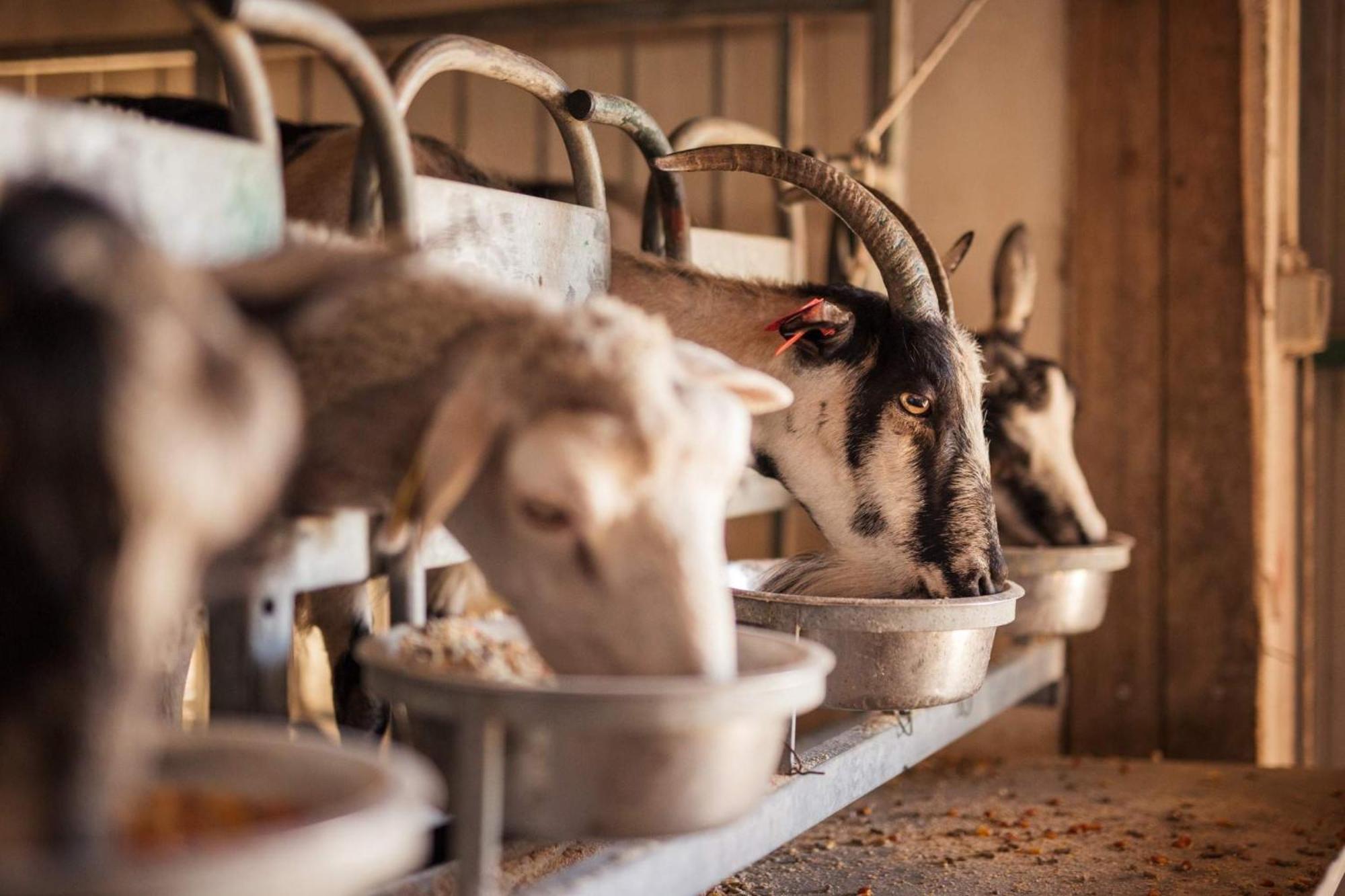 Bed&Breakfast Agroturizam Antunovic Kuna Peljeska Bagian luar foto